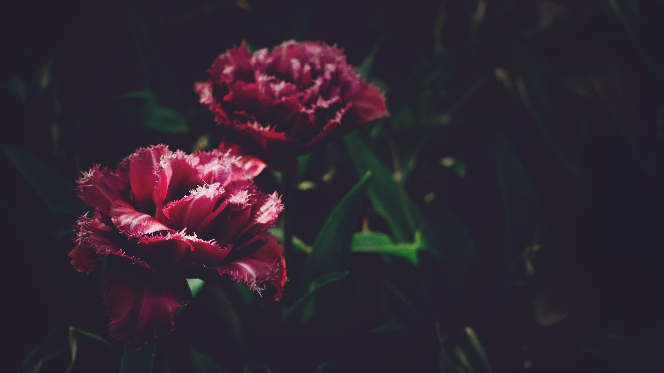 Ngắm nhìn hoa tím đỏ đậm trên nền đen đậm là một trải nghiệm tuyệt vời. Bạn sẽ bị mê hoặc bởi sự tương phản giữa màu sắc của hoa và nền đen. Hãy xem hình ảnh để được trải nghiệm cảm giác đó!